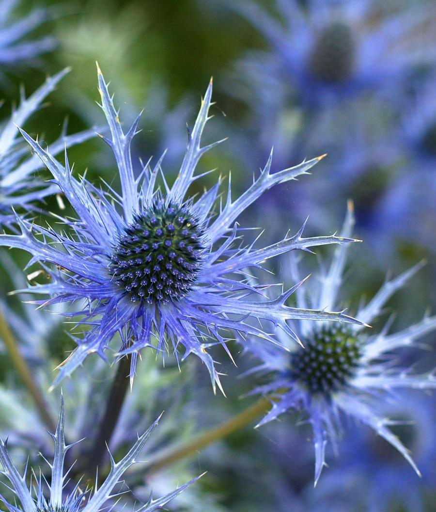 Eryngium alpinum 'Blue Star'